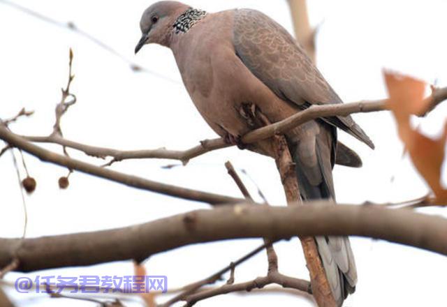 野鸽子是几级保护动物（野鸽子是不是保护动物）